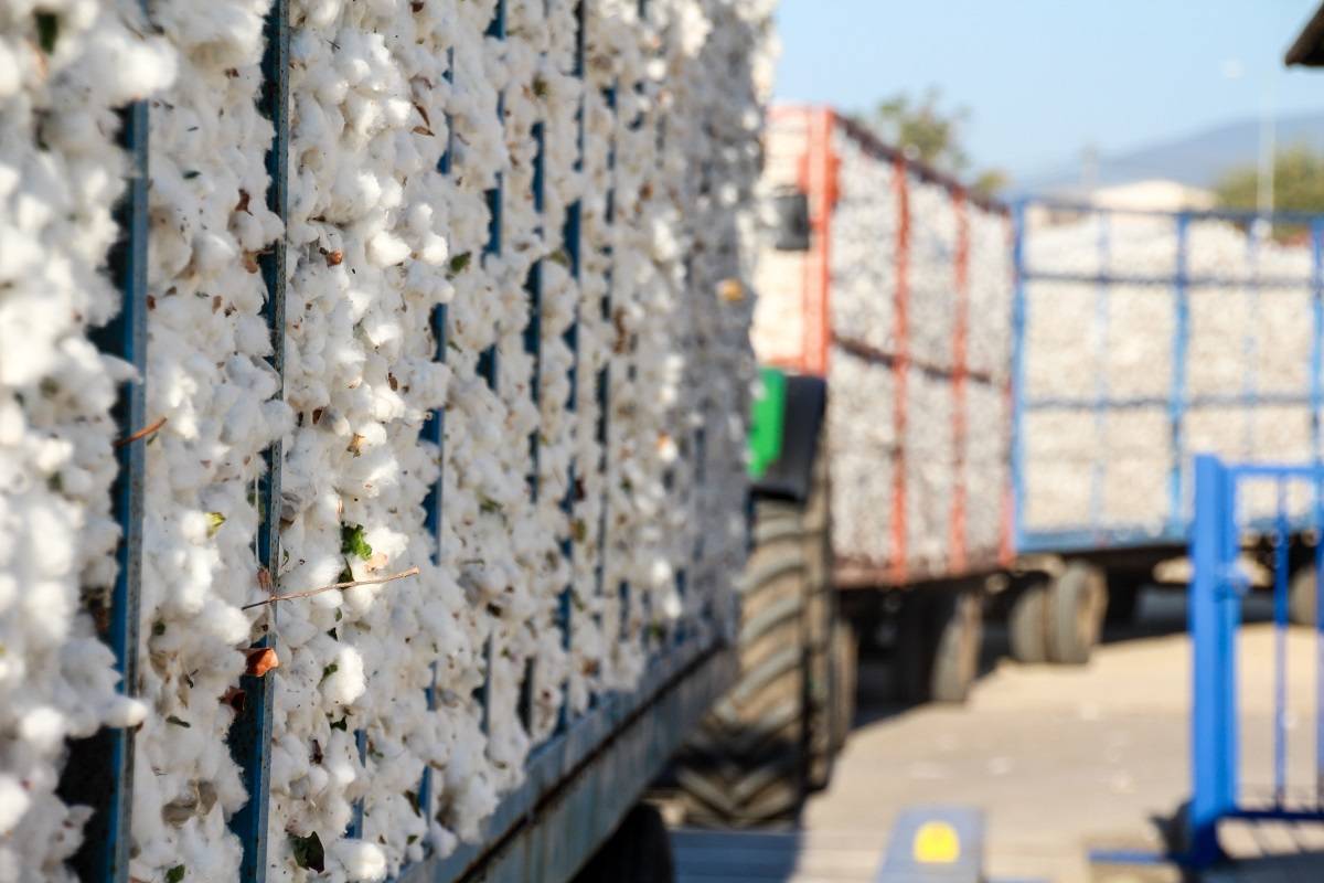 cotton