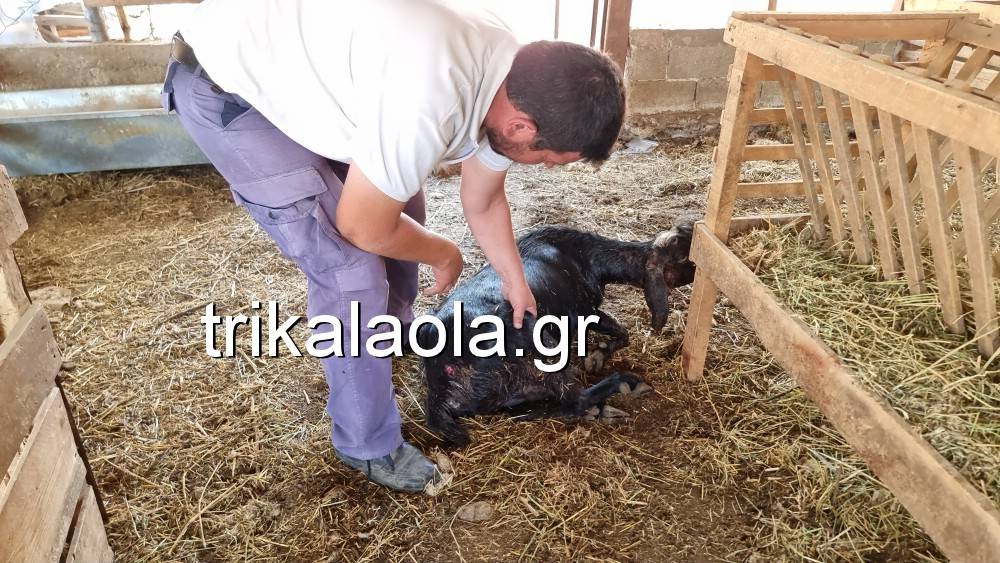 provata skotomena fotada trikala 2022 (15)