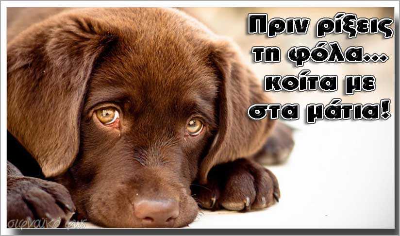 Fola_Dogs
