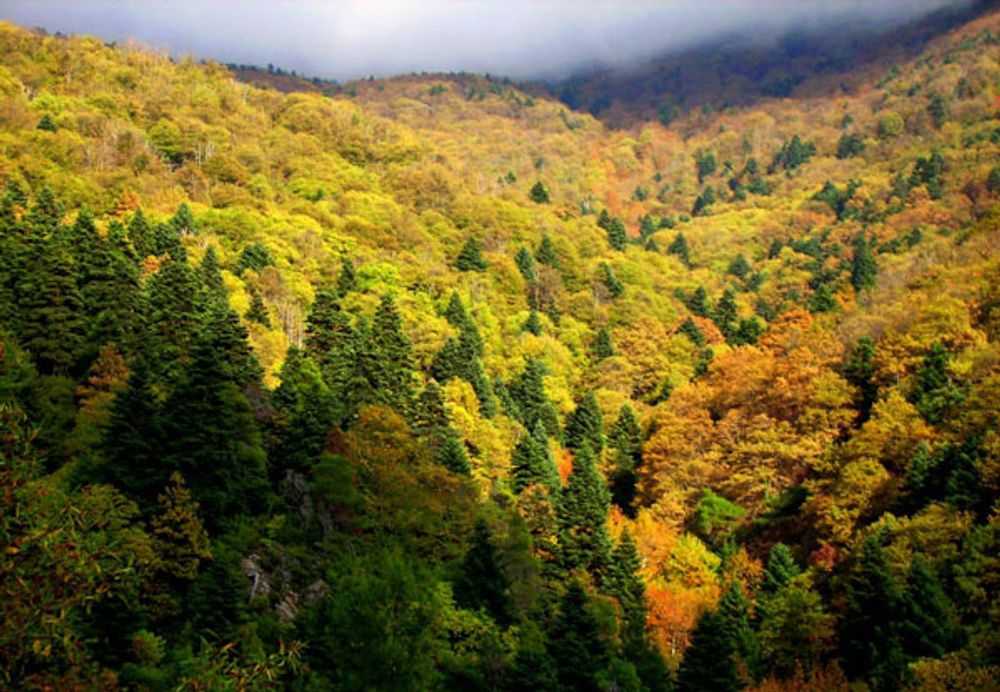 dasos-natura-evia-1