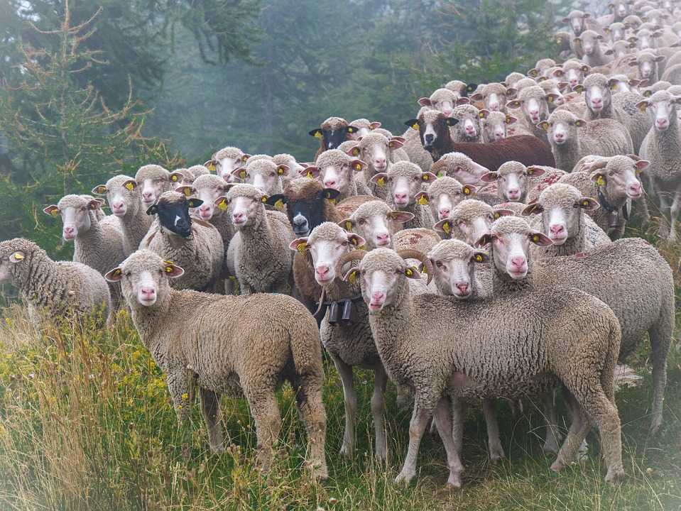 sheep-7286385_960_720