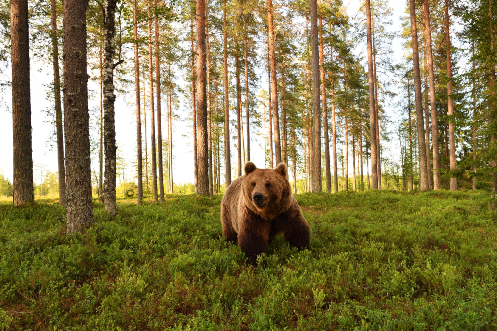 Lebensraum-Braunbaer-Wildtiere-in-Europa