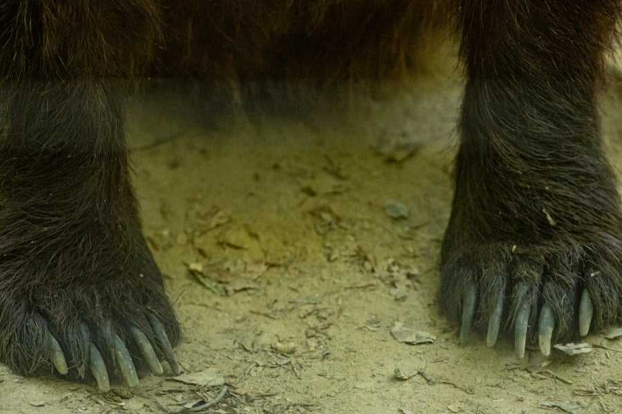 arkoyda