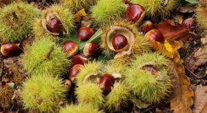Chestnuts lie in the forest with their shells