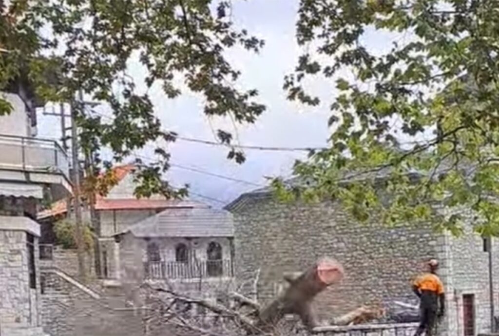Κόπηκε ο ιστορικός Πλάτανος στο Γαρδίκι Τρικάλων