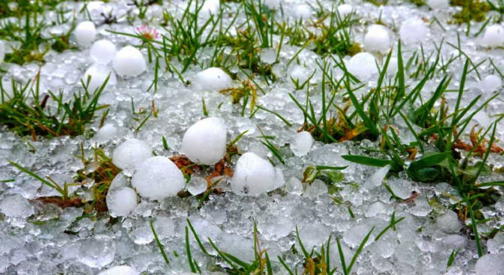Hailstones on the grass of a green meadow after a heavy thunderstorm in summer