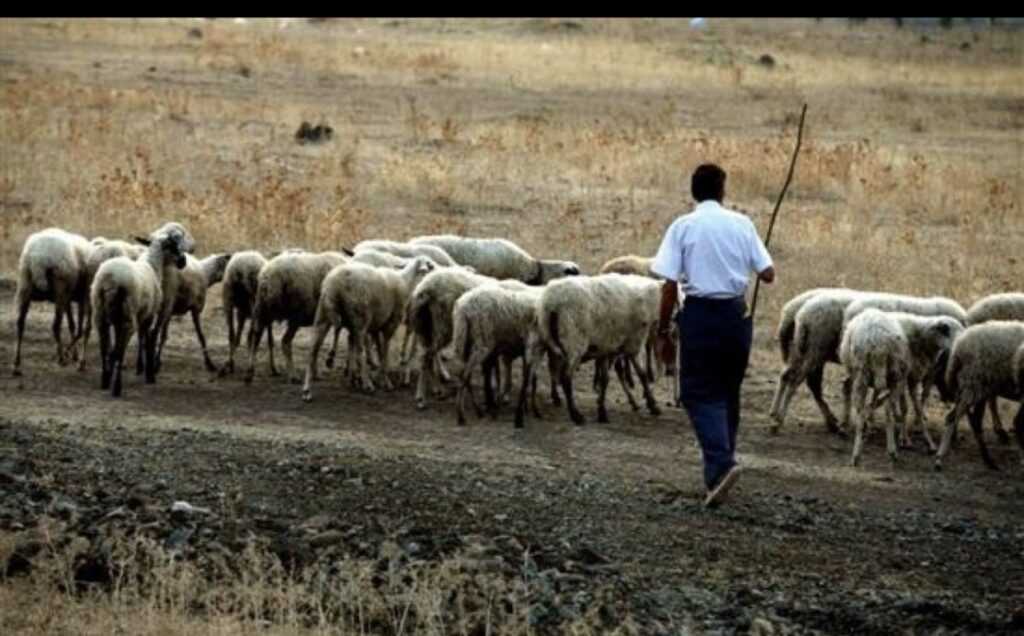Φαρκαδόνα: Σύλληψη κτηνοτρόφου για παραβίαση μέτρων ευλογιάς αιγοπροβάτων