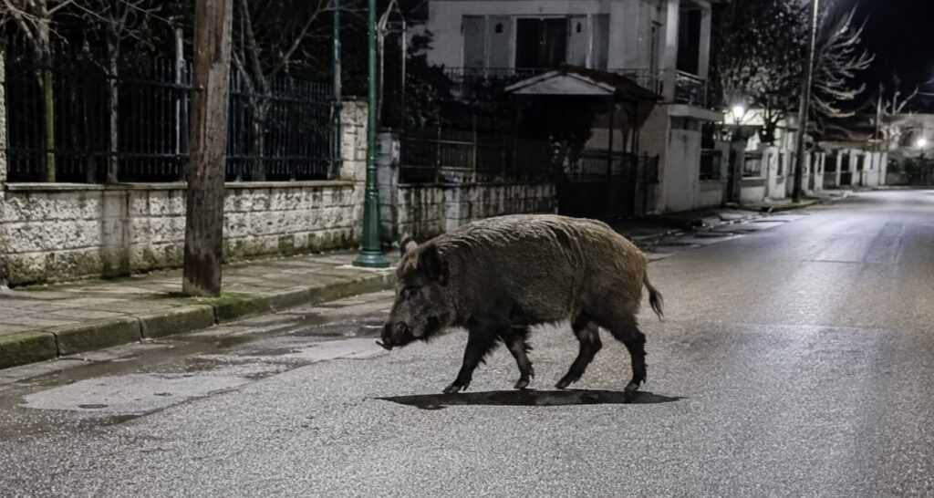 Αναστάτωση στην Οιχαλία: Μεγάλο αγριογούρουνο έκανε βόλτες μέσα στο χωριό