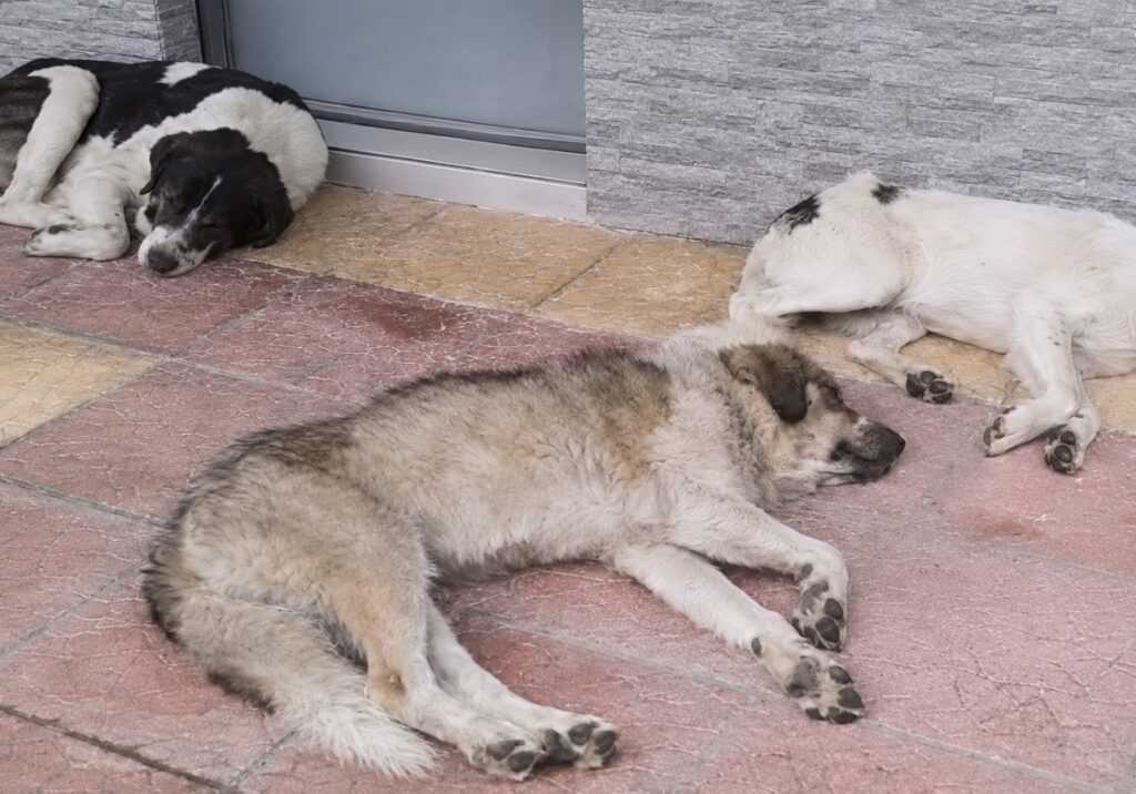 ΑΔΕΣΠΟΤΑ