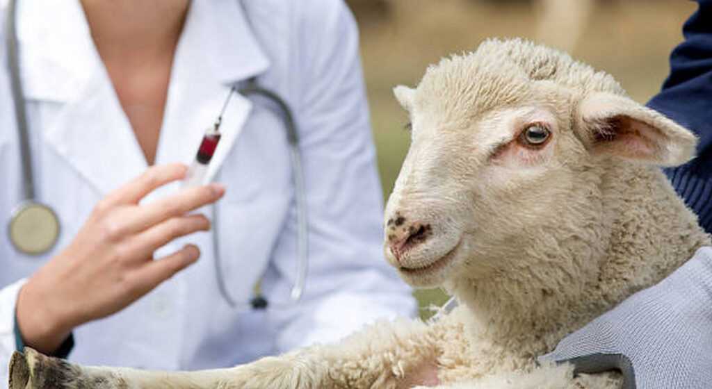 Afraid lamb in workers hands waiting for vaccination