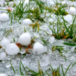 Hailstones on the grass of a green meadow after a heavy thunderstorm in summer