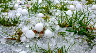 Hailstones on the grass of a green meadow after a heavy thunderstorm in summer