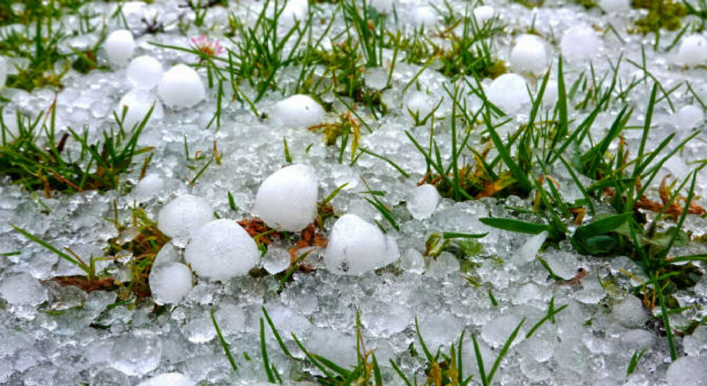 Hailstones on the grass of a green meadow after a heavy thunderstorm in summer
