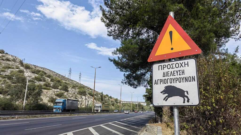 agriogourouna-athina (3)