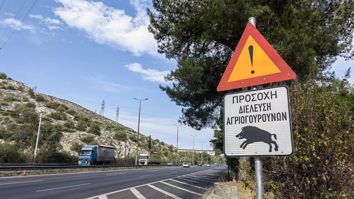 agriogourouna-athina (3)
