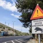 agriogourouna-athina (3)