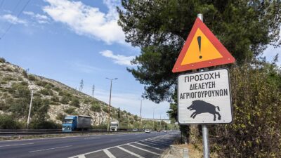 agriogourouna-athina (3)