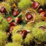 Chestnuts lie in the forest with their shells