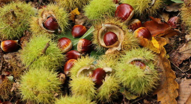 Chestnuts lie in the forest with their shells