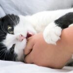 gata