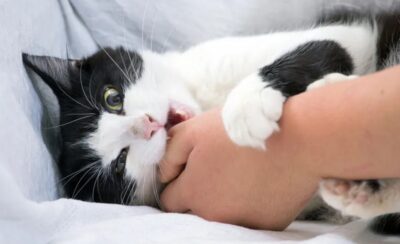 gata
