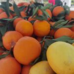 portkalia